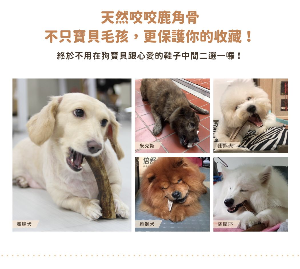 汪喵天然馴鹿角