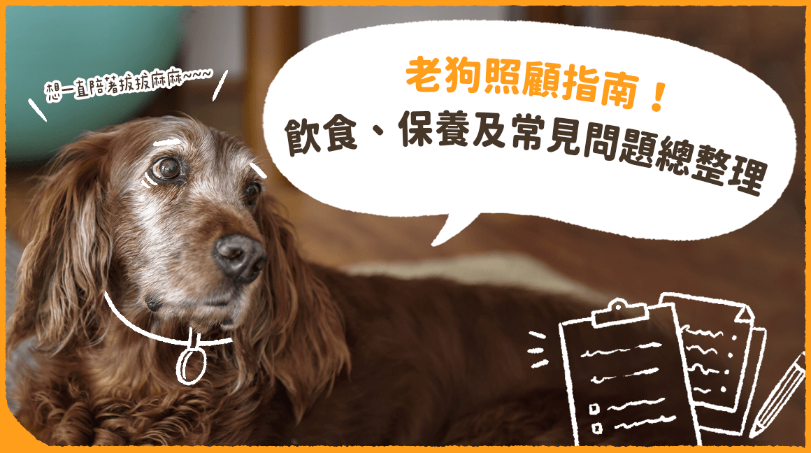 老狗照顧指南 飲食 保養及常見問題總整理 汪喵星球