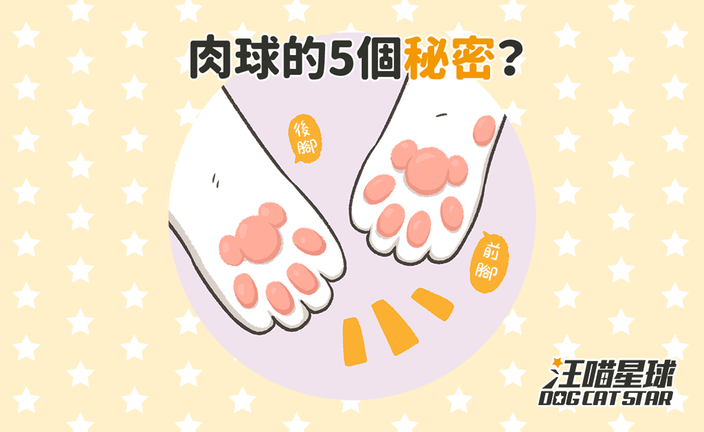 犬貓冷知識 肉球的五個秘密 汪喵星球