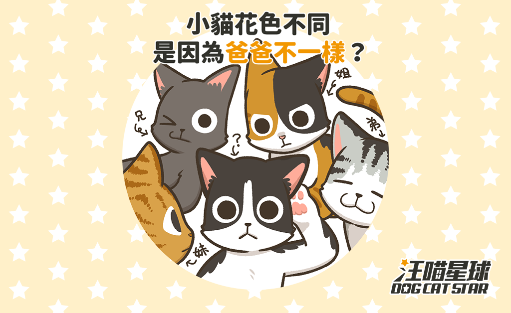 犬貓冷知識 小貓花色不同是因為爸爸不一樣 汪喵星球
