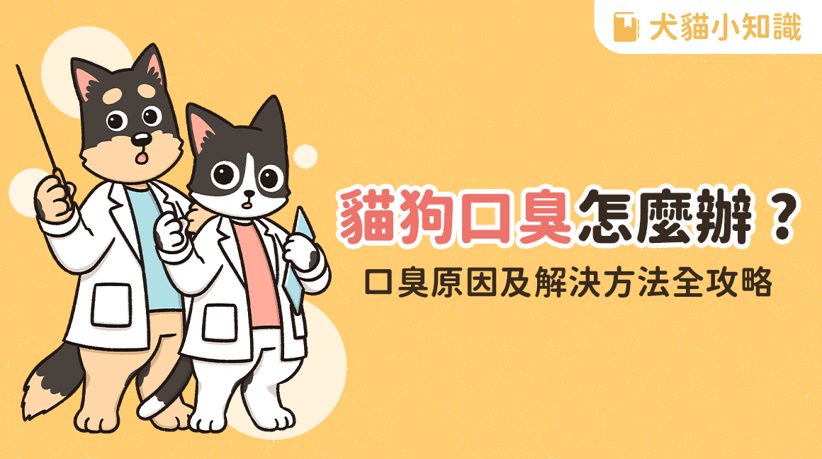 寵物健康 貓狗口臭怎麼辦 口臭原因及解決方法全攻略 汪喵星球