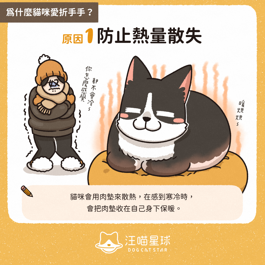 汪喵冷知識 貓折手手是信任你 貓咪折手手的3 個原因 汪喵星球