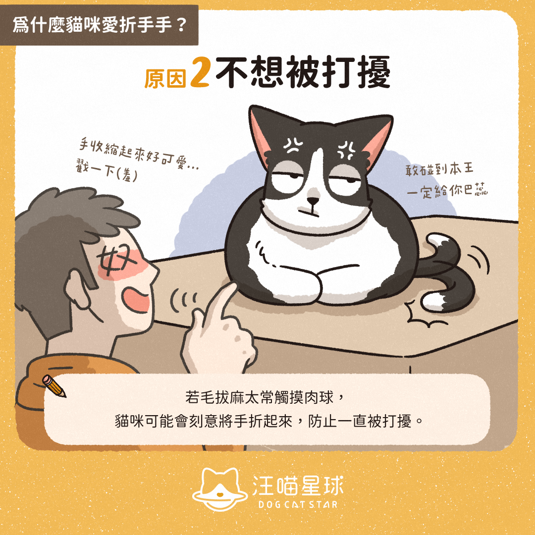 汪喵冷知識 貓折手手是信任你 貓咪折手手的3 個原因 汪喵星球
