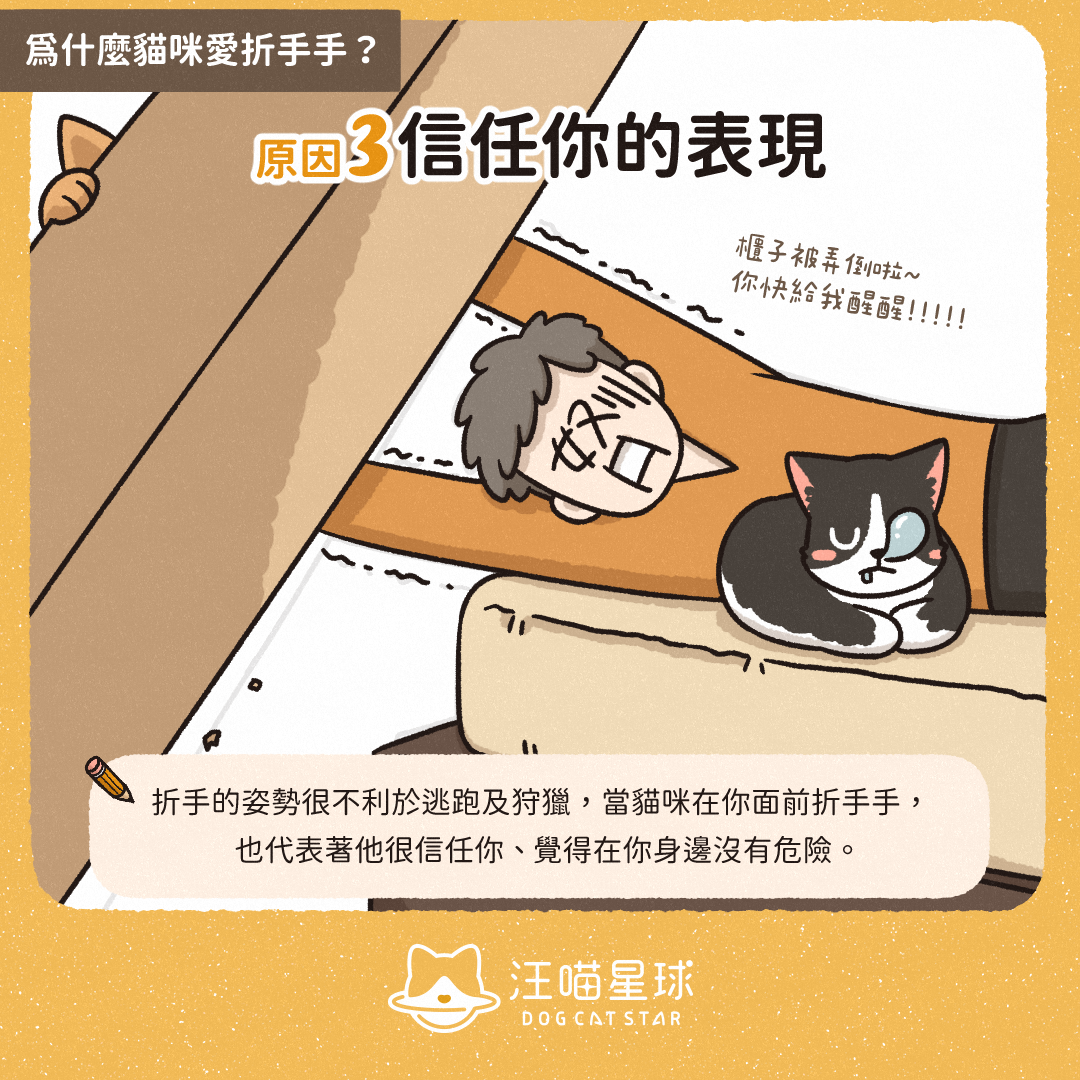 汪喵冷知識 貓折手手是信任你 貓咪折手手的3 個原因 汪喵星球