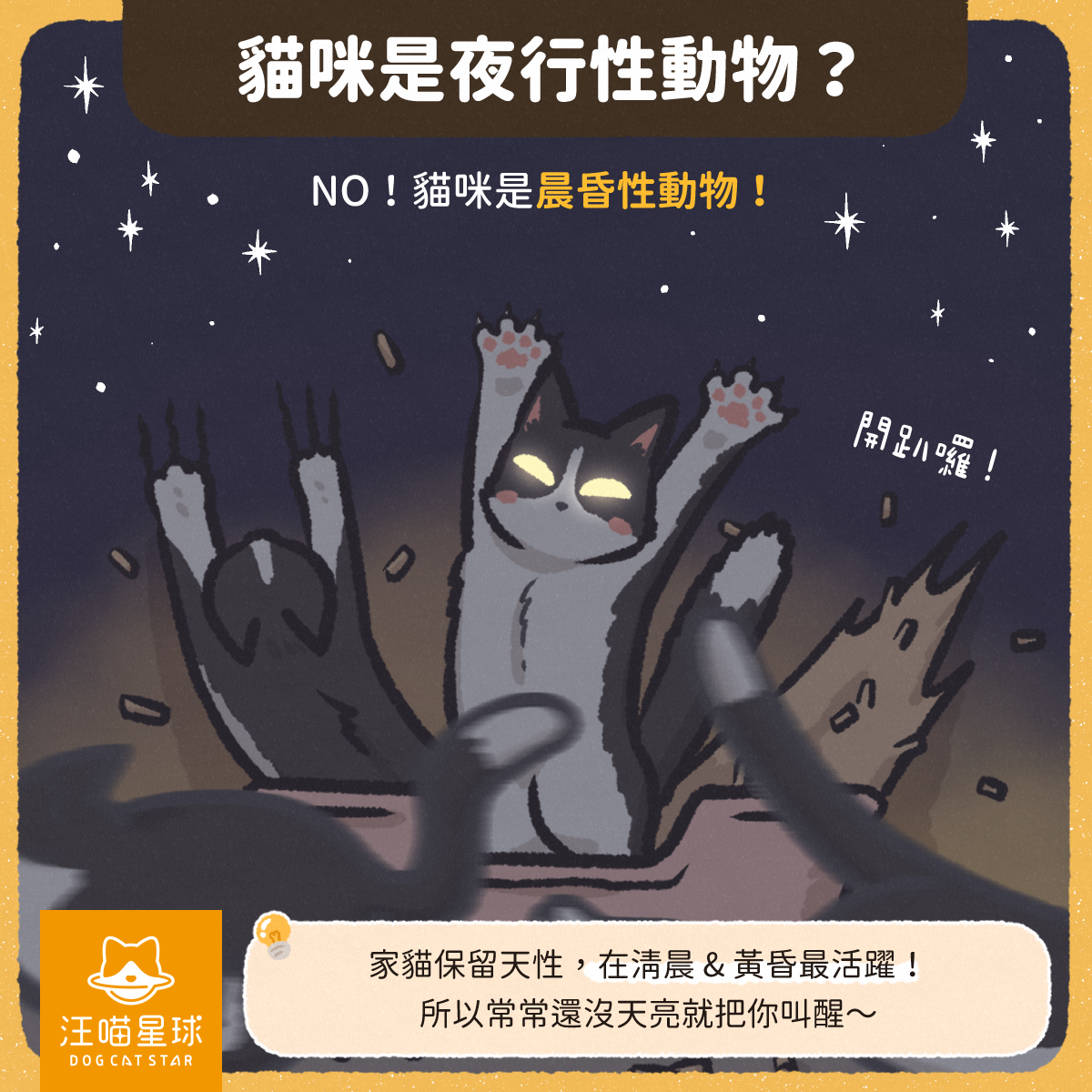 汪喵冷知識】貓咪半夜不睡覺怎麼辦！？教你3 招讓夜貓子熟睡！ - 汪喵星球