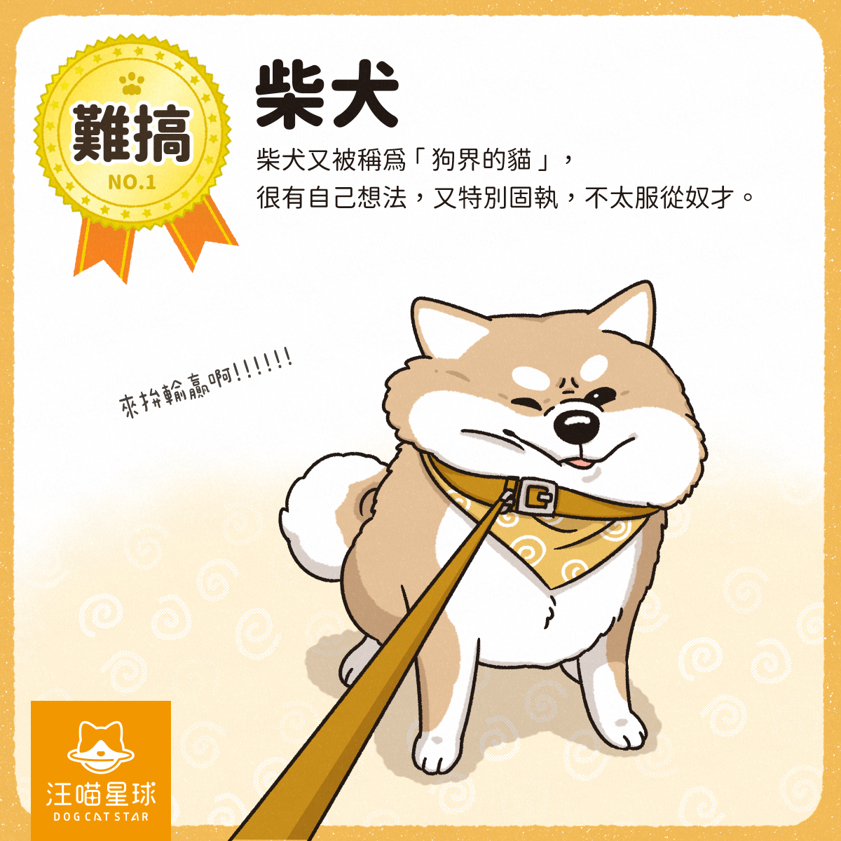 第一名的狗狗大集合！快來看你家狗狗有沒有上榜- 汪喵星球