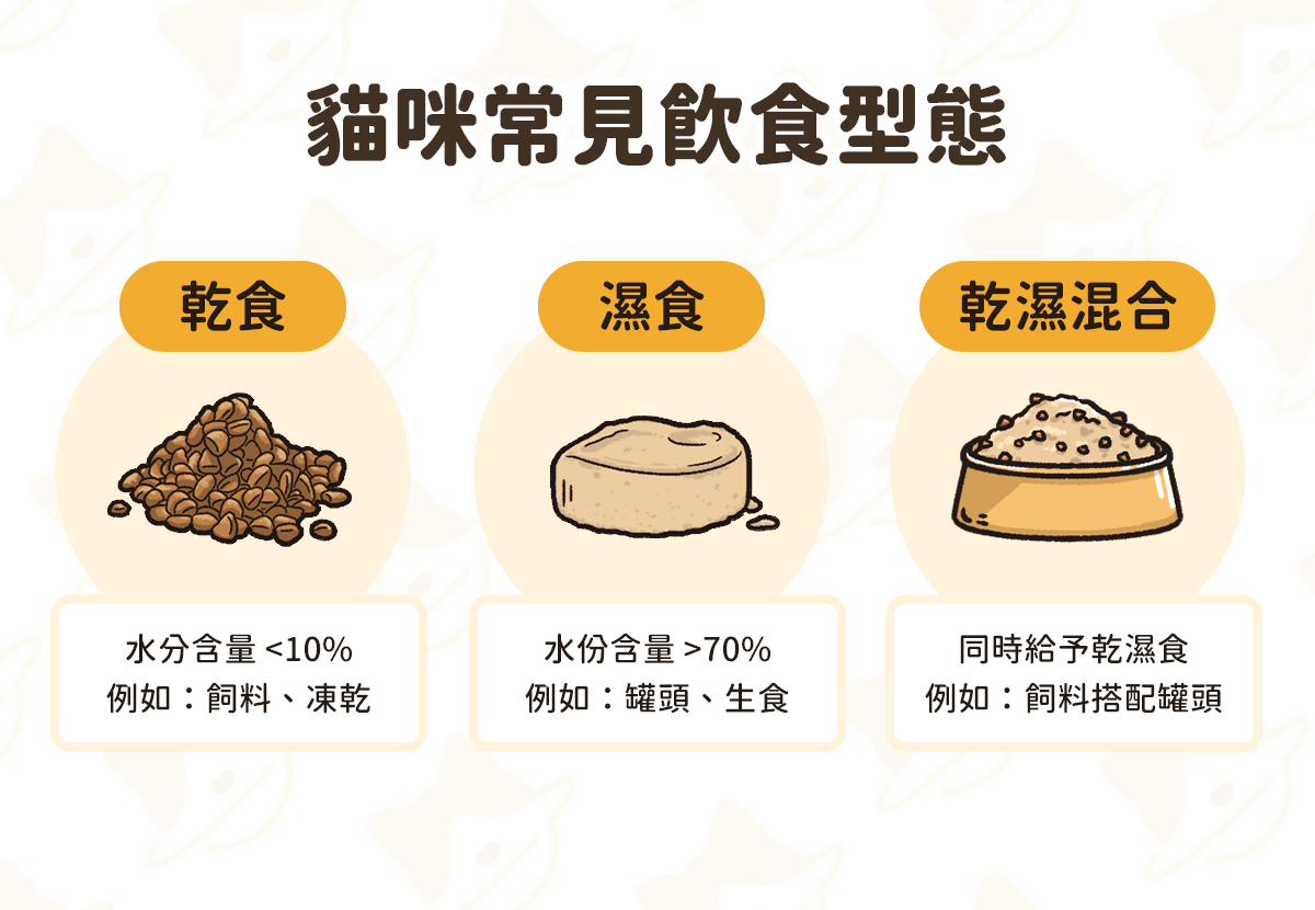 第一次養貓就上手！滿月到三個月幼貓照顧、飲食、注意事項一篇搞定- 汪喵星球