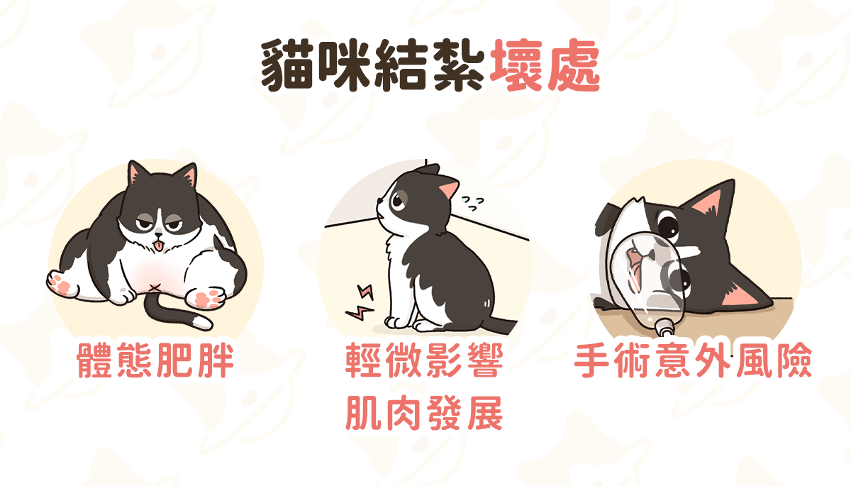 貓咪結紮全攻略：公母貓結紮優缺點、費用與注意事項- 汪喵星球