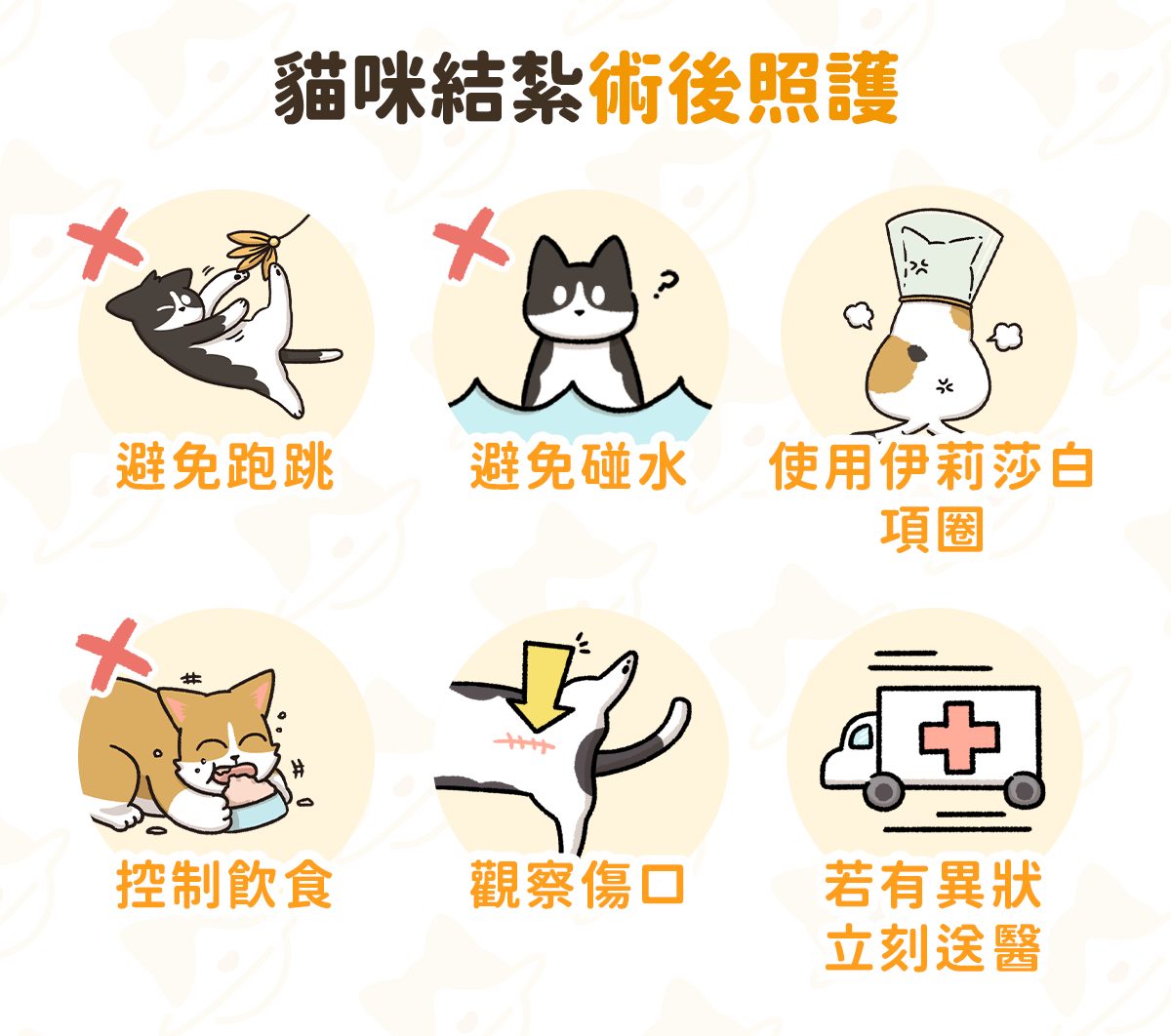 貓咪結紮全攻略：公母貓結紮優缺點、費用與注意事項- 汪喵星球