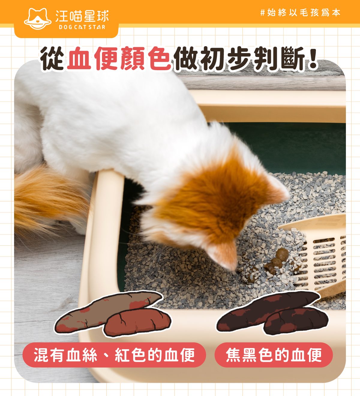 貓咪血便怎麼辦?鏟屎官必看!貓咪血便原因、預防方法 - 汪喵星球