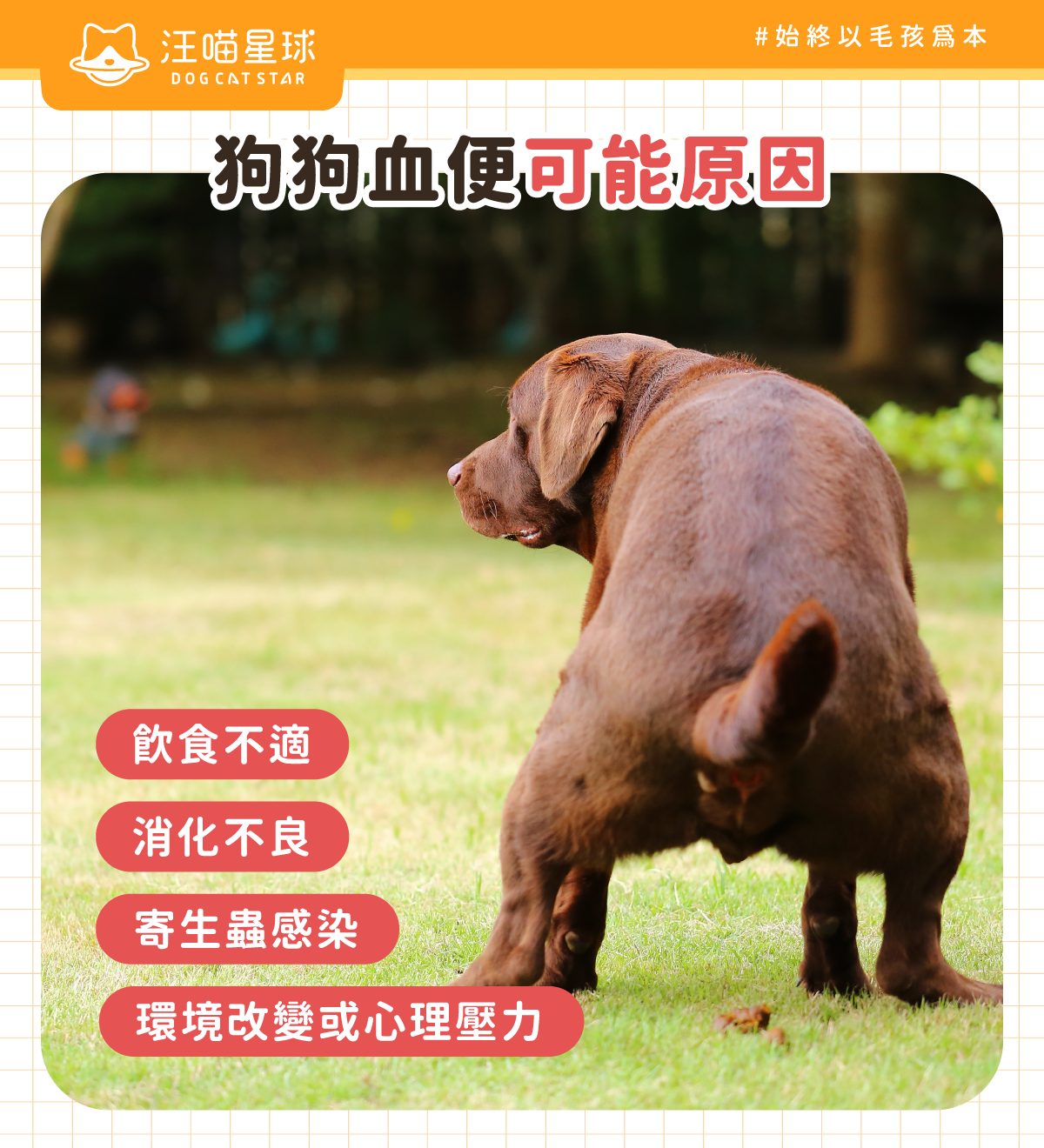 狗狗血便原因