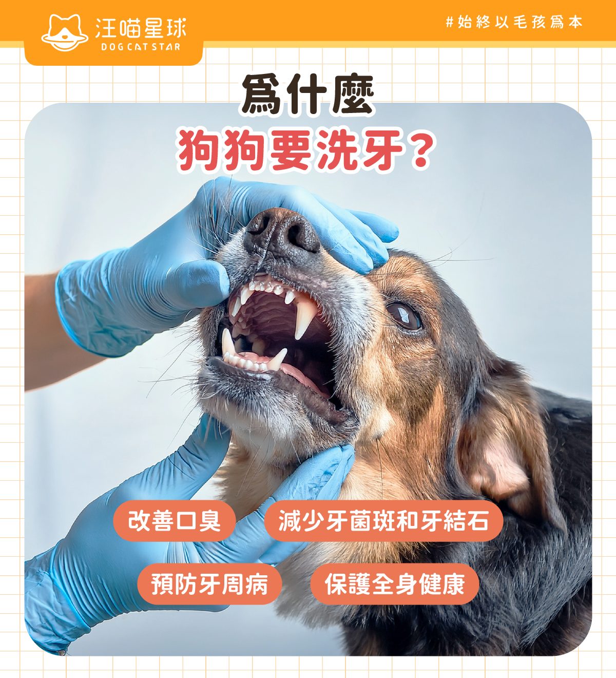 狗狗洗牙原因