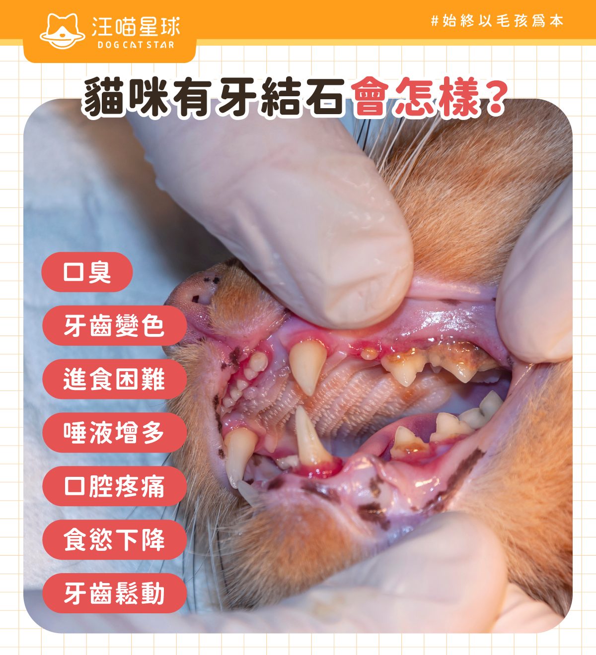 貓牙結石症狀