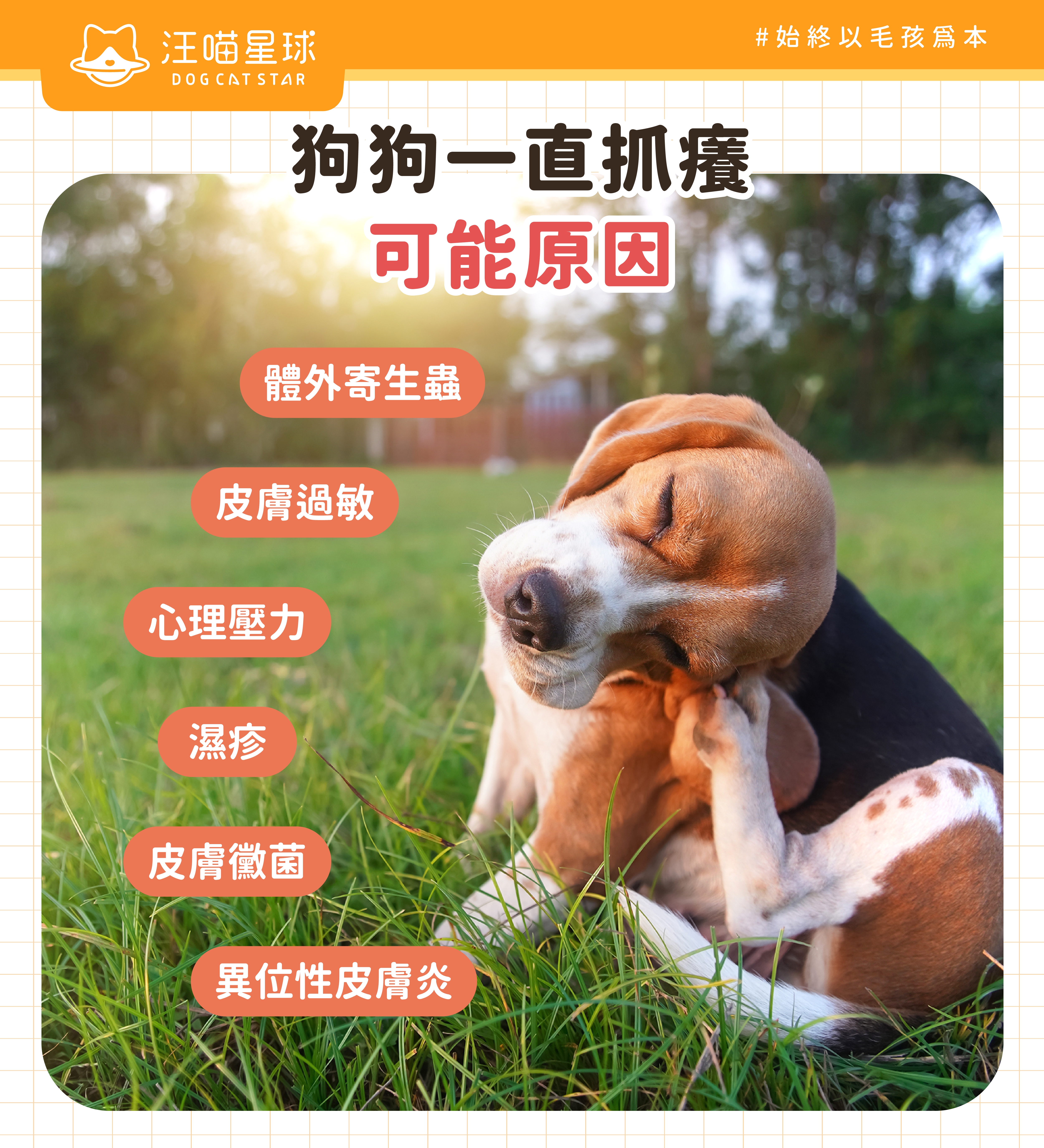 狗狗一直抓癢原因