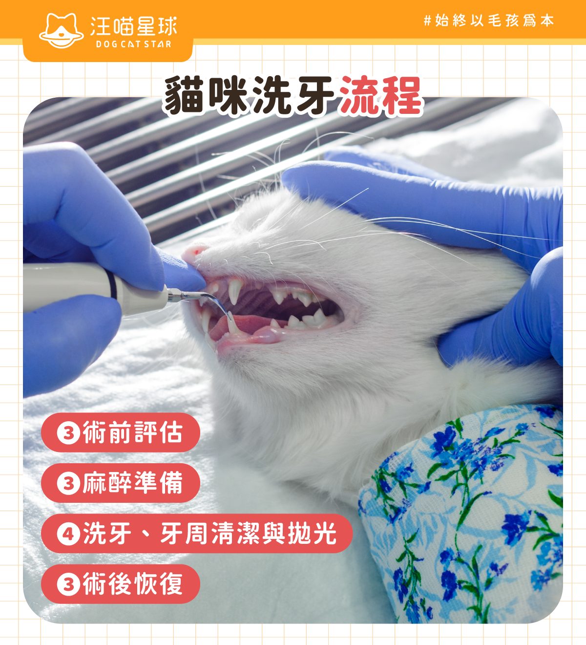 貓咪洗牙流程