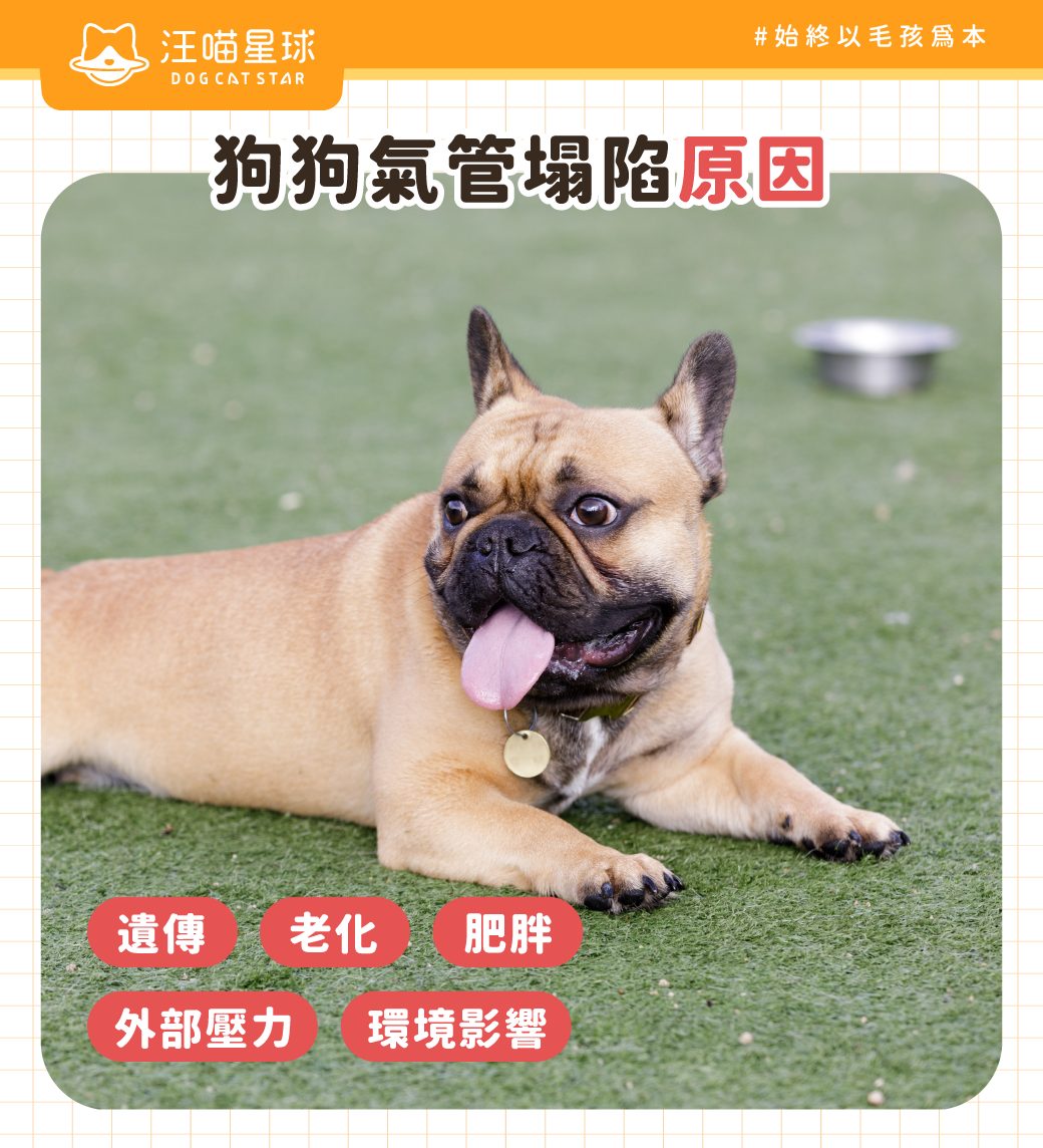 狗狗氣管塌陷原因