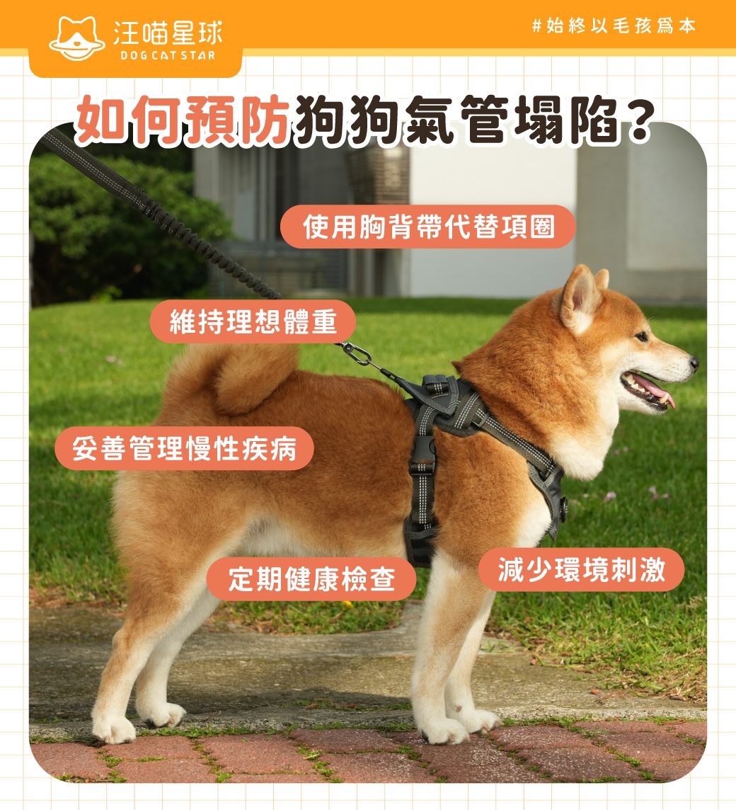 狗狗氣管塌陷預防