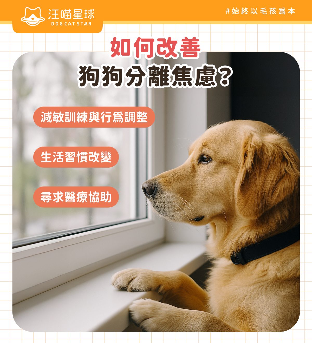 狗狗分離焦慮改善