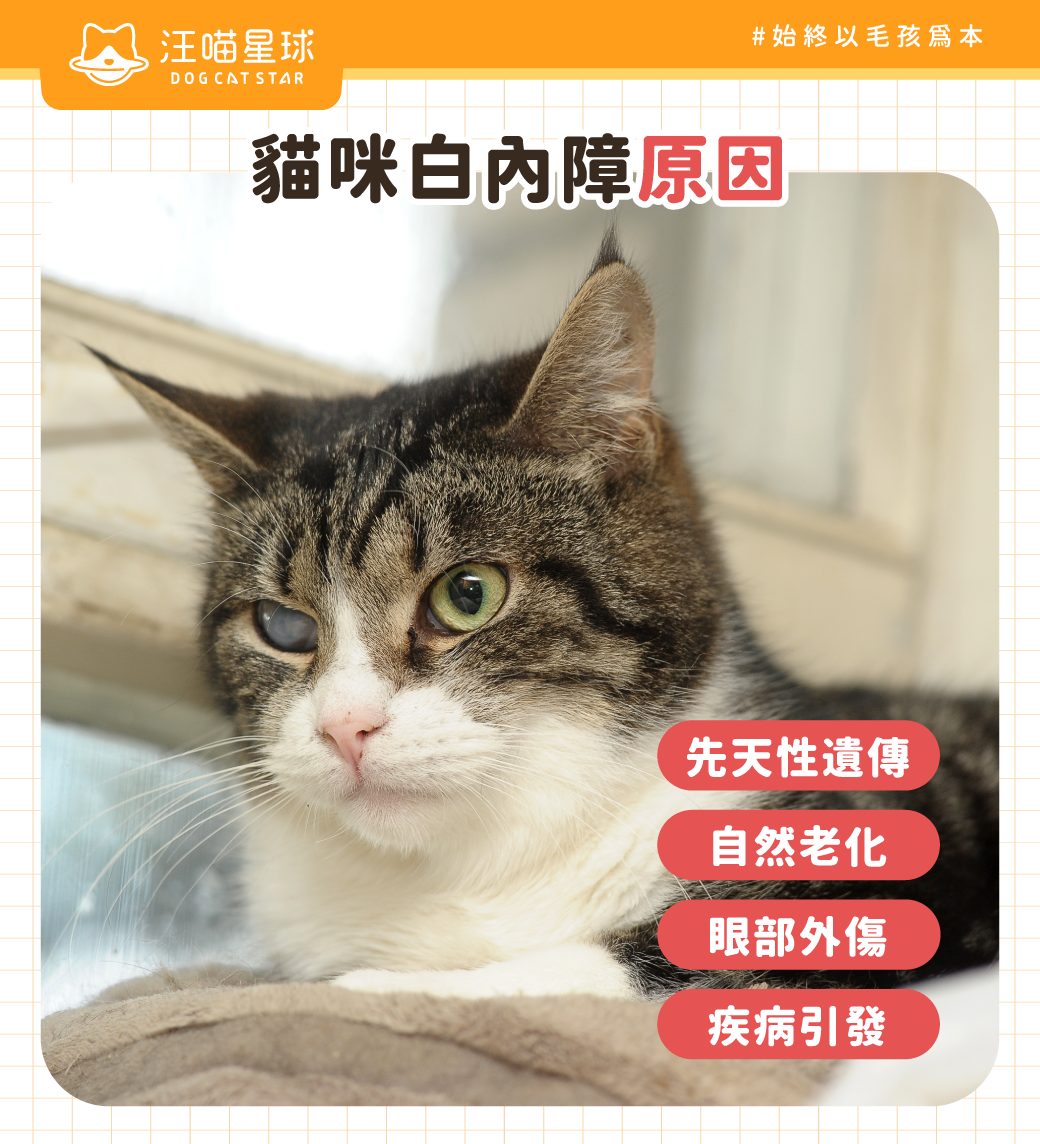 貓白內障原因