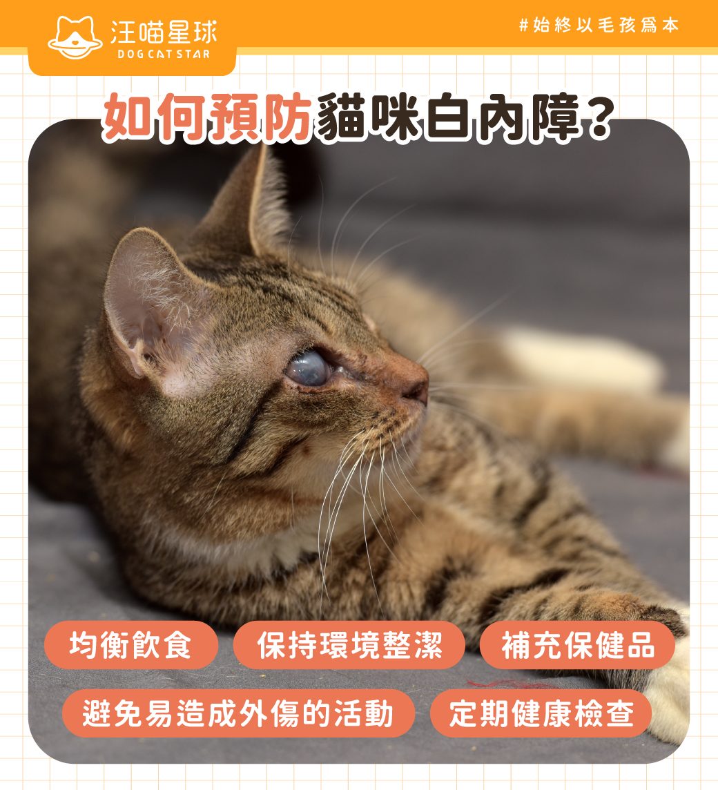 貓白內障預防