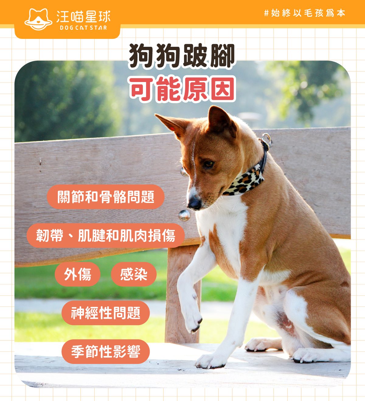 狗狗跛腳會自己好嗎？狗狗跛腳怎麼辦？7 大跛腳常見原因- 汪喵星球