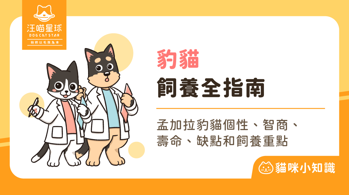 豹貓孟加拉貓孟加拉豹貓