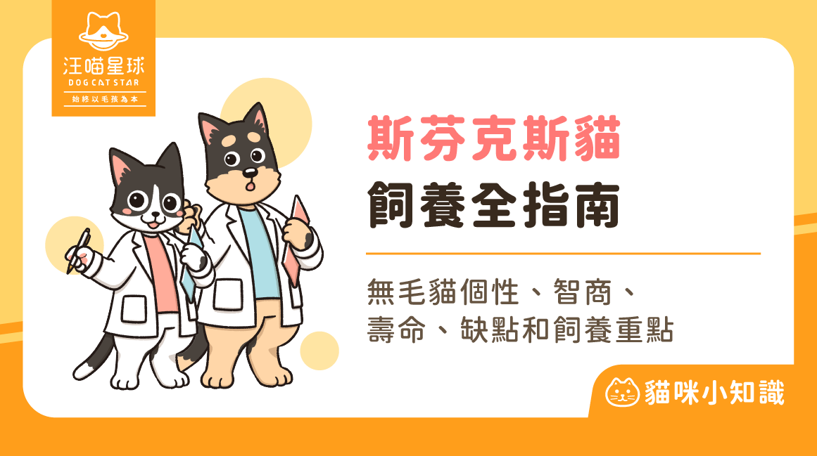 無毛貓斯芬克斯貓