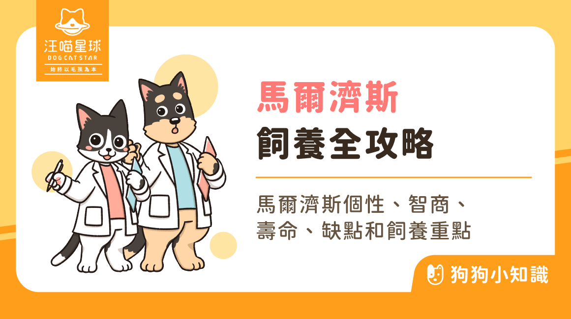 馬爾濟斯瑪爾濟斯