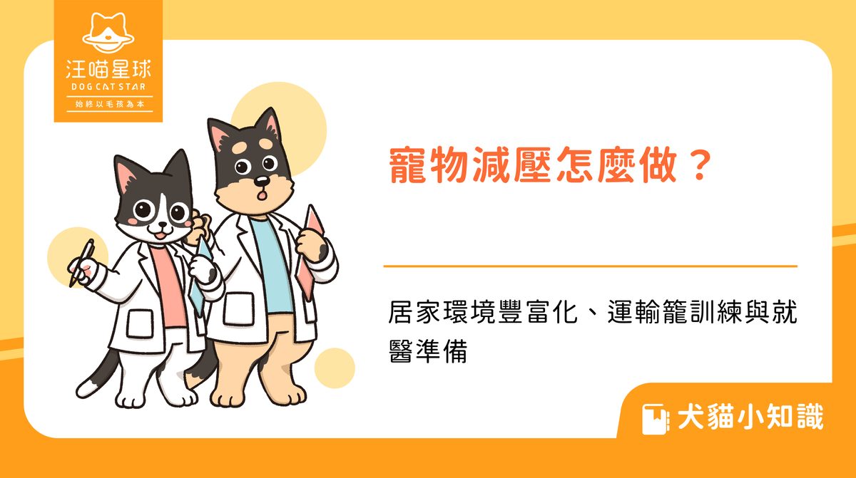 寵物減壓怎麼做?居家環境豐富化、運輸籠訓練與就醫準備