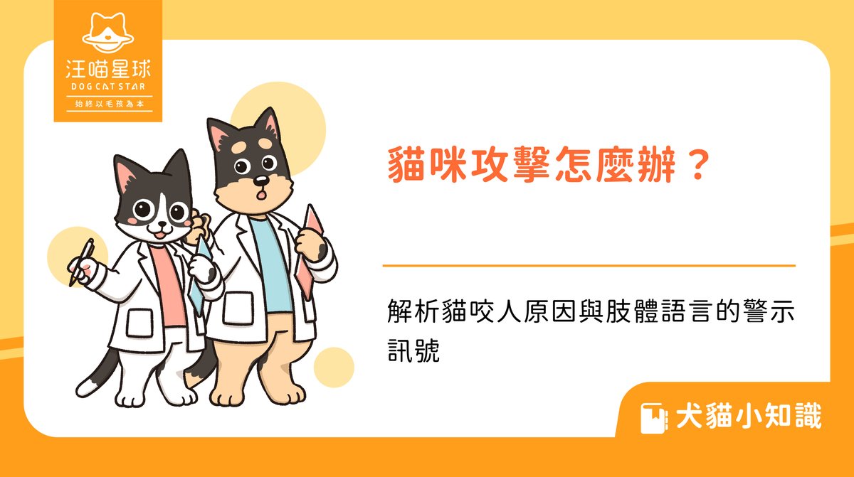 貓咪攻擊怎麼辦?解析貓咬人原因與肢體語言的警示訊號