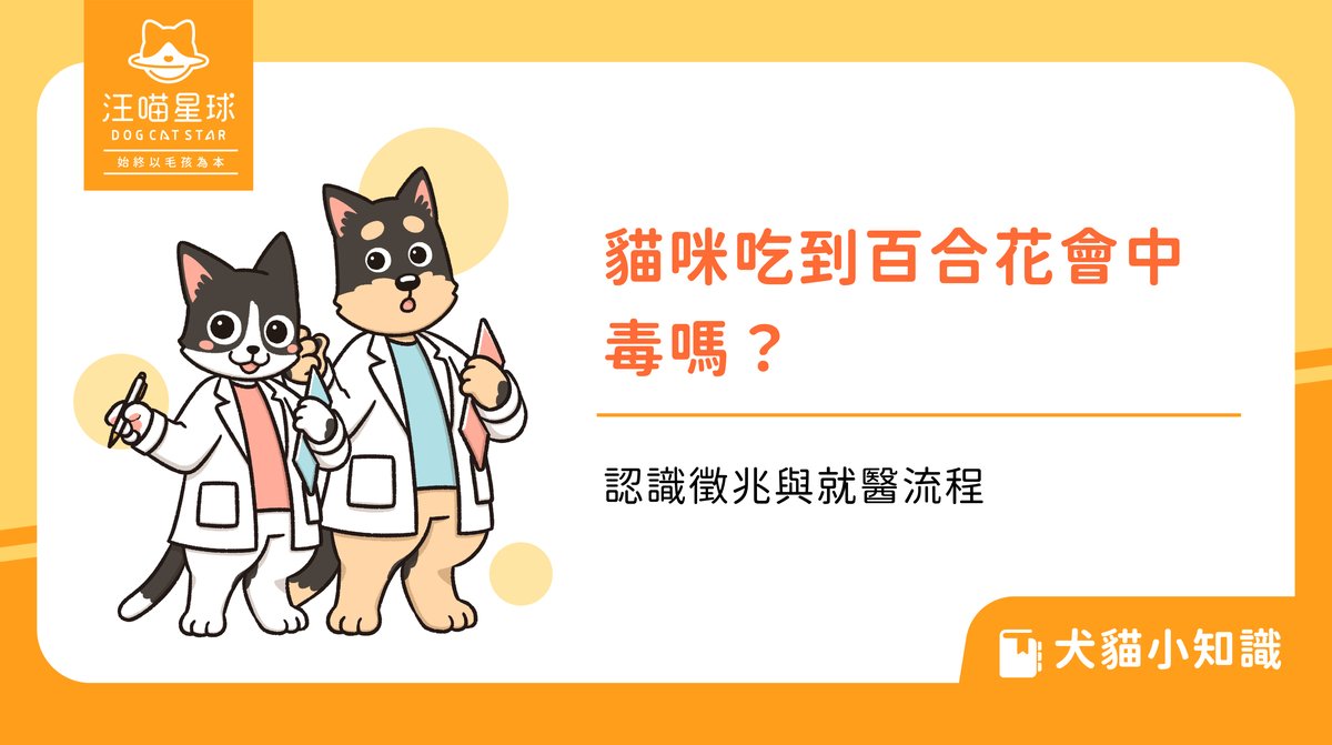 貓咪吃到百合花會中毒嗎?認識徵兆與就醫流程