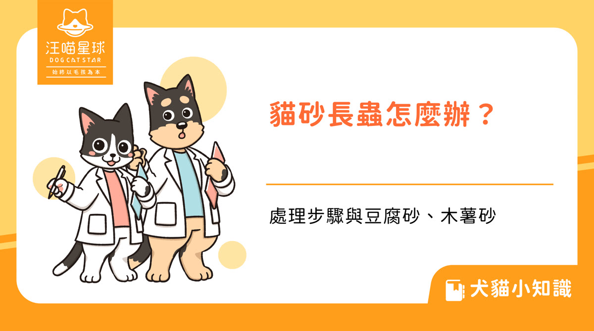 貓砂長蟲怎麼辦？發現蟲後的處理步驟，豆腐砂和木薯砂會長蟲嗎