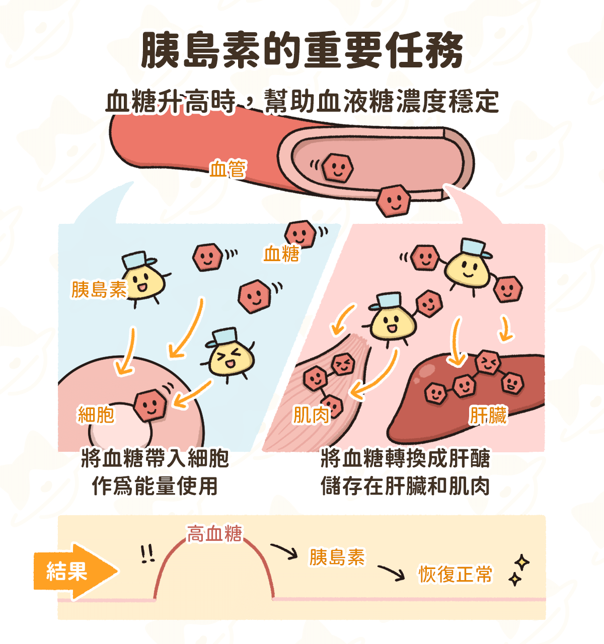 貓咪糖尿病 -胰島素重要功能