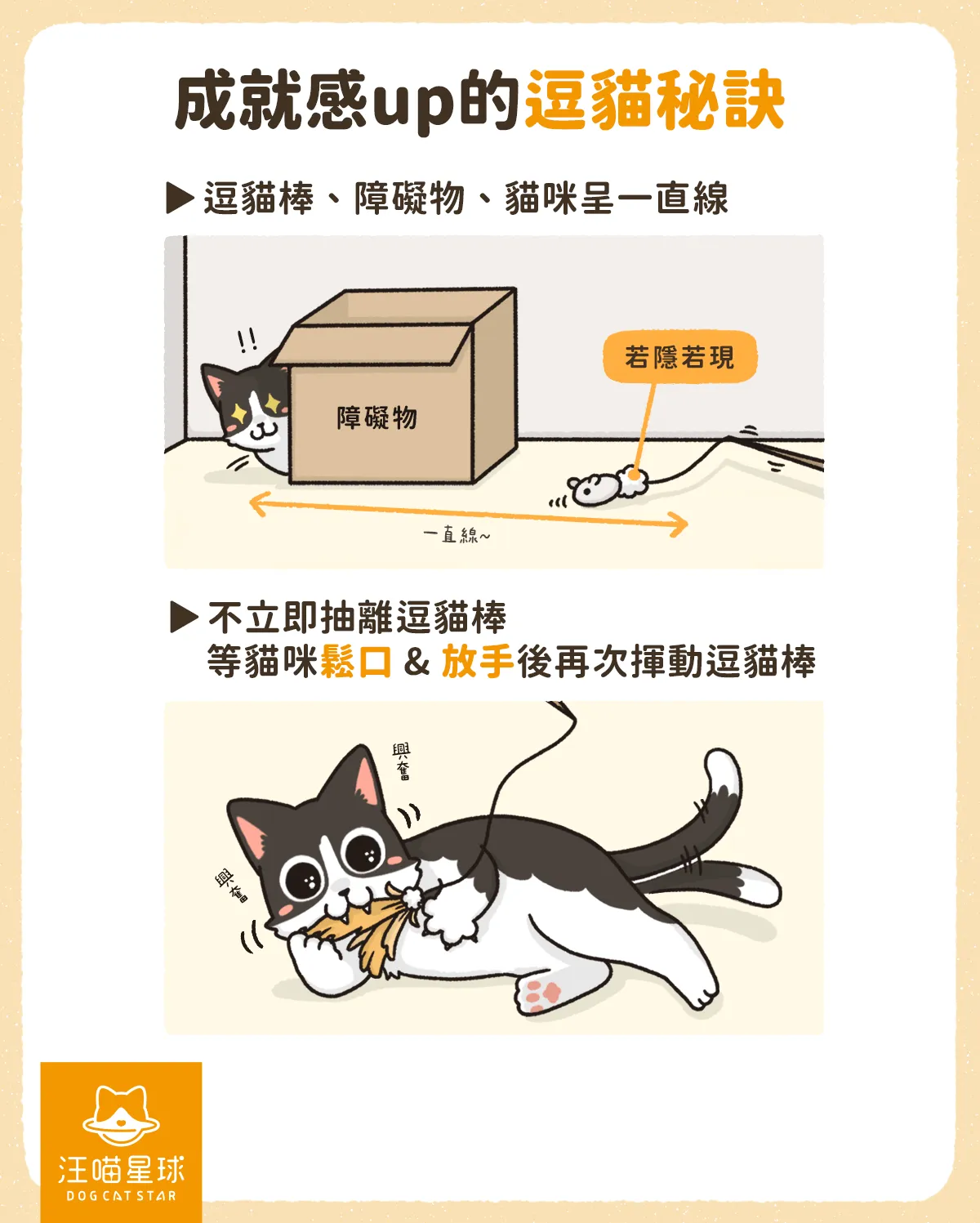 幼貓咬人 幼貓玩耍 貓咪咬人 貓咪玩耍 逗貓