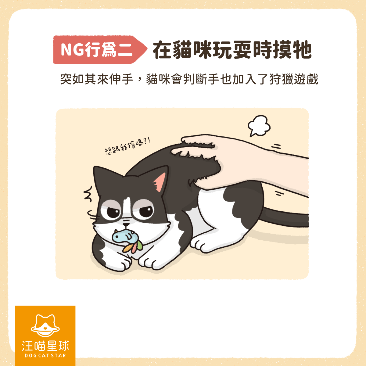 幼貓咬人 貓咪咬人 幼貓玩耍 貓咪玩耍 貓咪狩獵