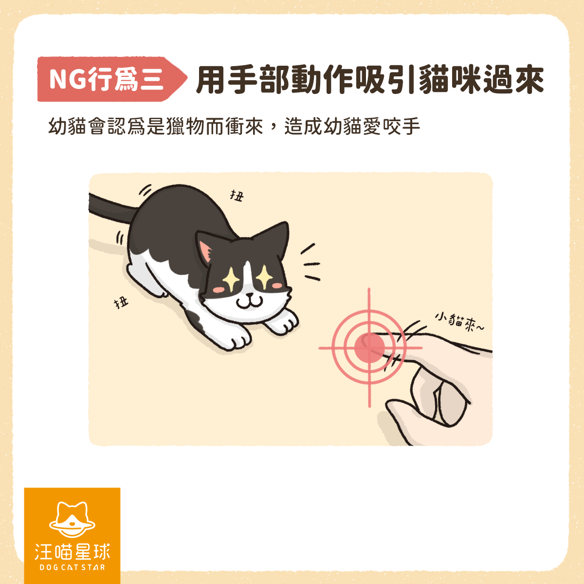 幼貓咬人 貓咪咬人 貓咪玩耍 幼貓玩耍 貓咪獵物