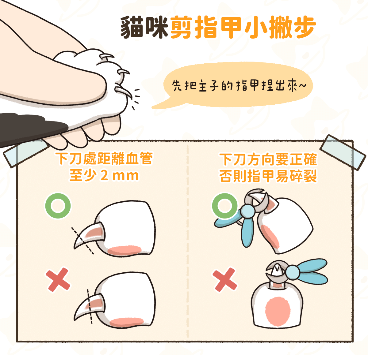 貓咪剪指甲 技巧
