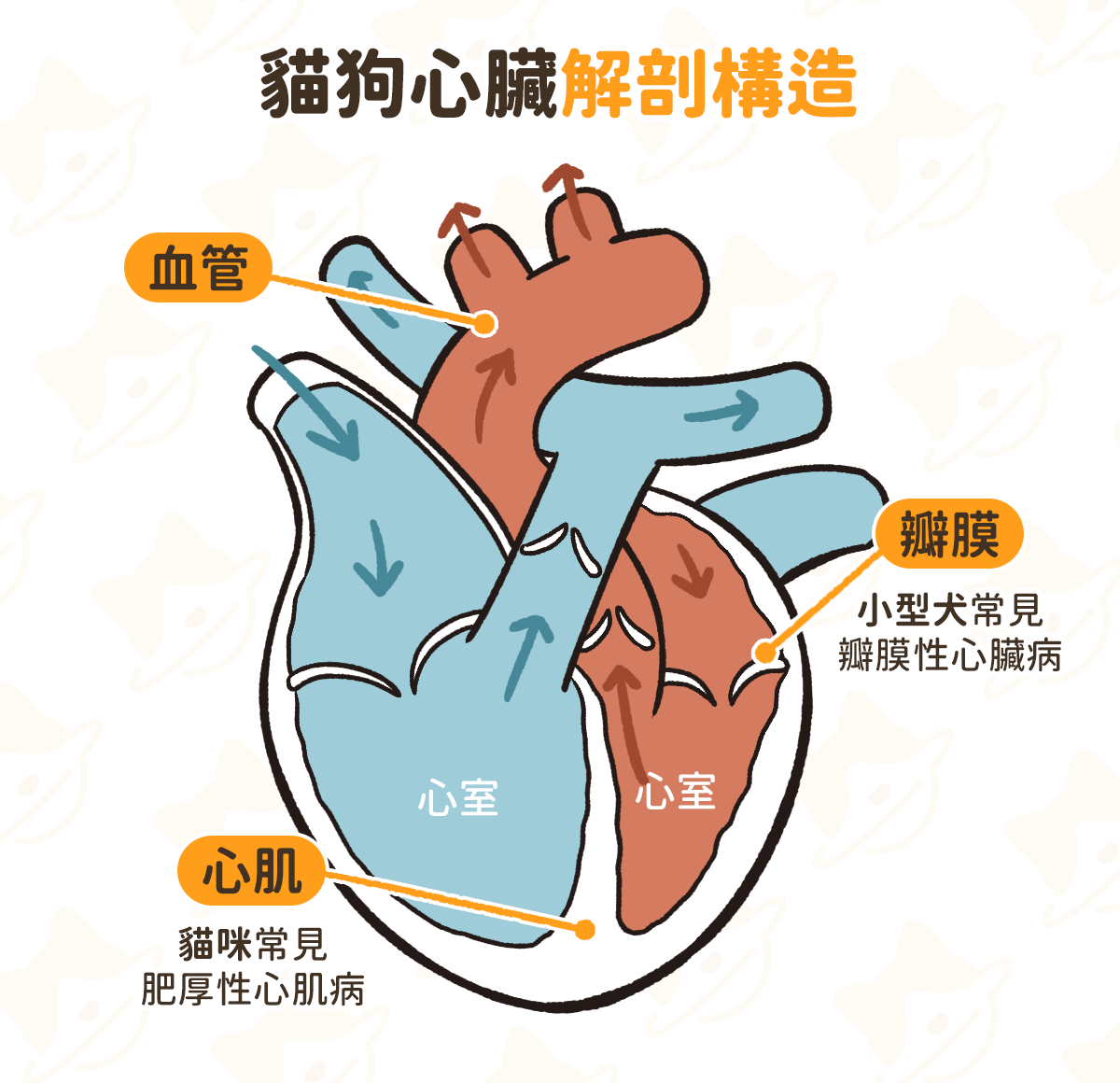 狗心臟病 狗心臟構造