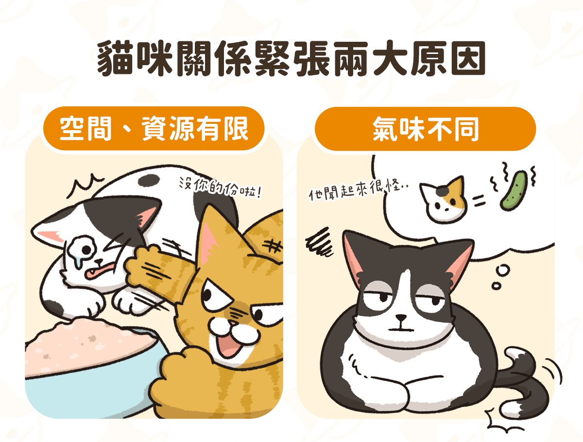 養第二隻貓 打架、感情不好的原因