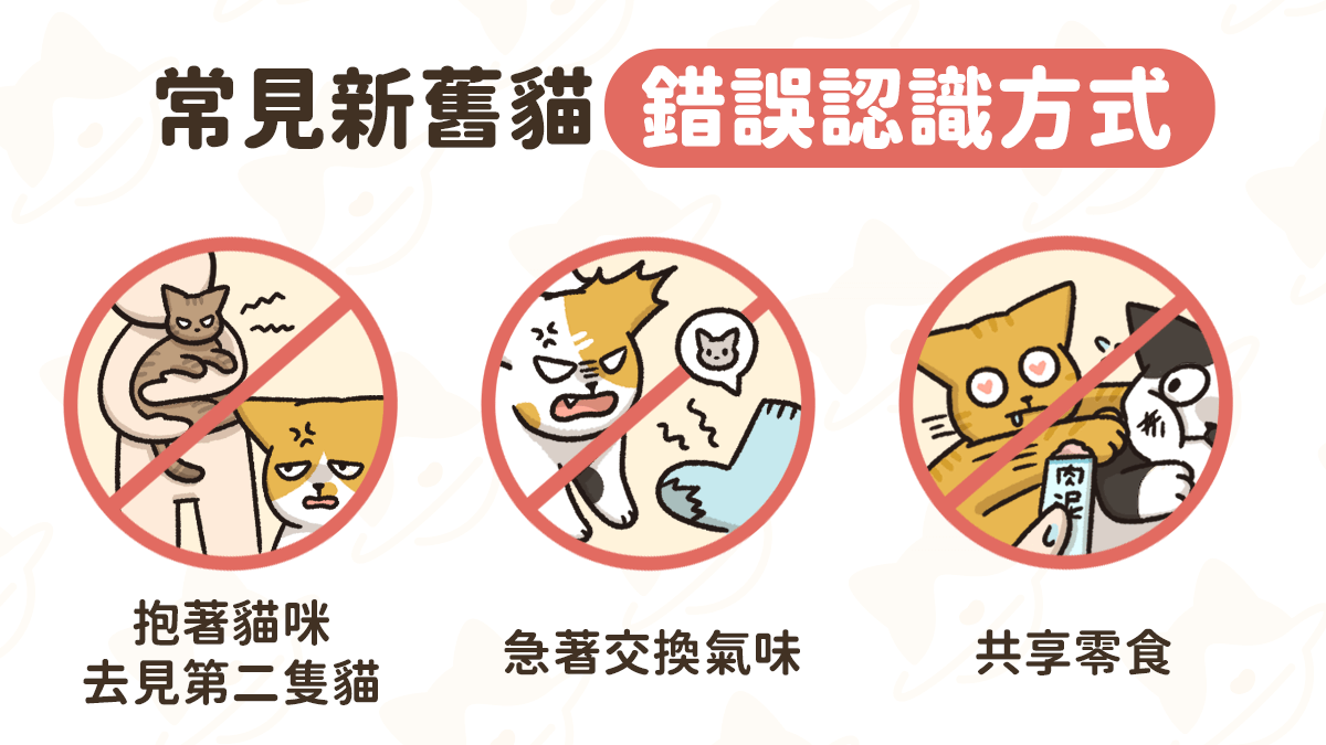 養第二隻貓 常見錯誤介紹方式