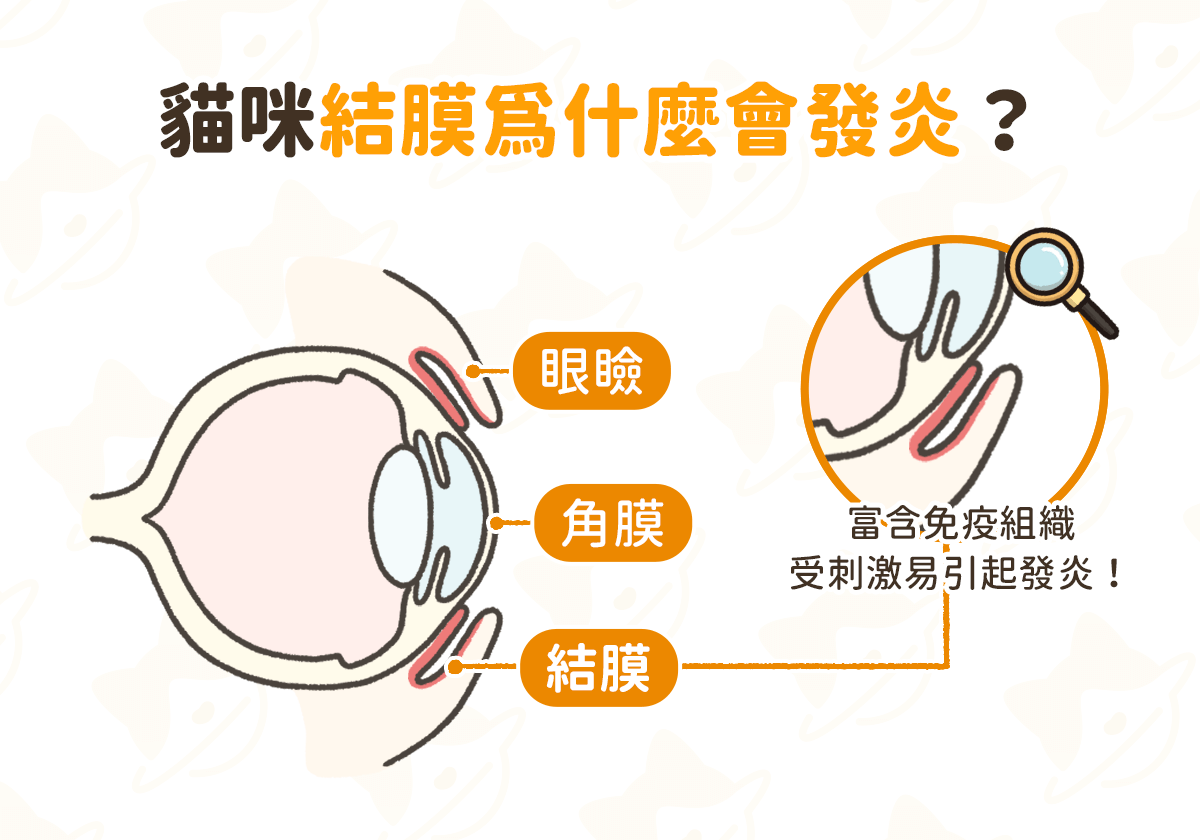 貓咪結膜會什麼會發炎？