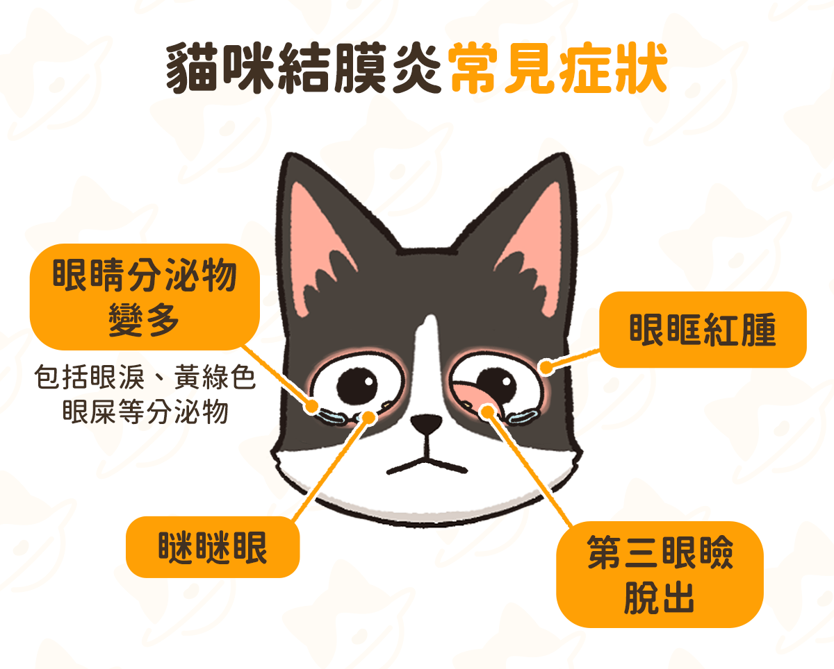 結膜炎 常見症狀：貓咪眼睛紅腫、流眼淚
