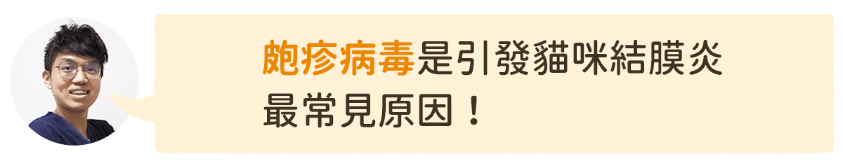 皰疹病毒是引發 貓咪眼睛紅腫 常見原因