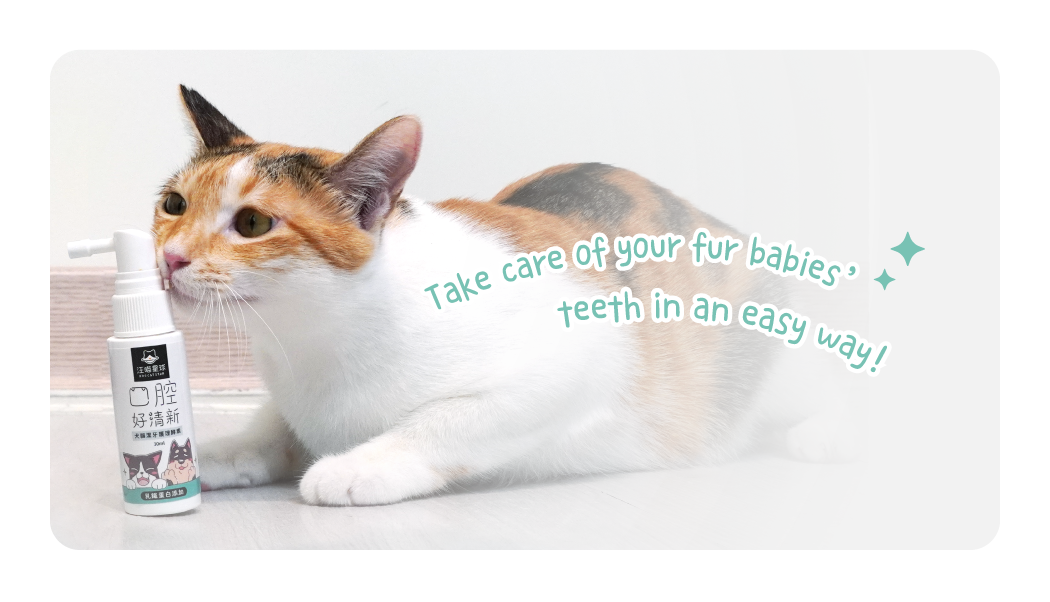 Take care of your fur babies’ teeth in an easy way!